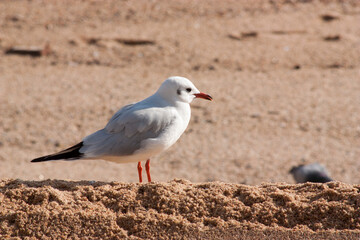 Slender-billed gull on the beach in the sun, Chroicocephalus genei
