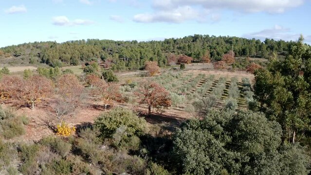 Olives harvest, machine assisted, to produce extra virgin olive oil in the Tr&aacute;s-os-Montes