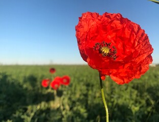 red poppy flower