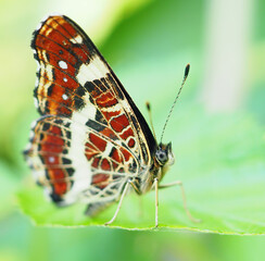 Macro butterfly sitting on a green leaf. Araschnia levana f. prorsa