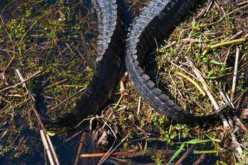 Details of alligator's tails on the shore, Everglades National Park, Florida, USA