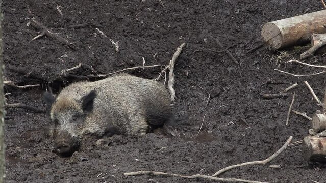 Adult Wild boar wiggling in the mud. And some piglets.