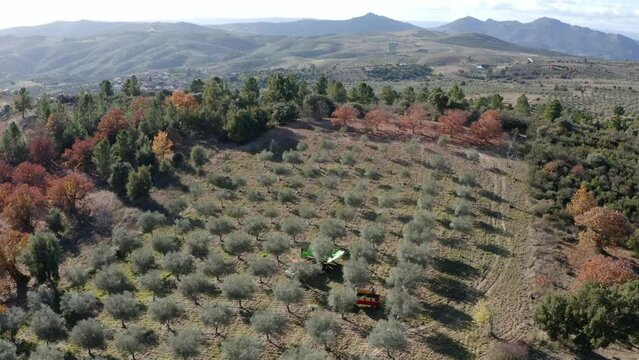 Olives harvest, machine assisted, to produce extra virgin olive oil in the Tr&aacute;s-os-Montes