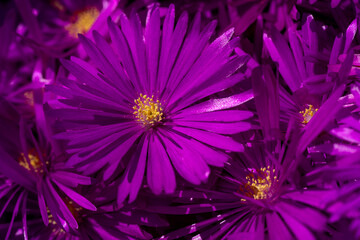 Obraz premium close up of flower