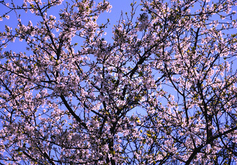 The blossoming canopy of a wild fruit tree in front of the blue sky