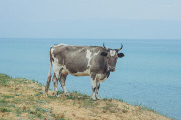 A black and white cow stands against the backdrop of a blue lake. Cow on Olkhon island in Baikal