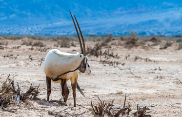 Antelope Arabian white oryx (Oryx dammah) inhabits native environments of Sahara desert, recently...