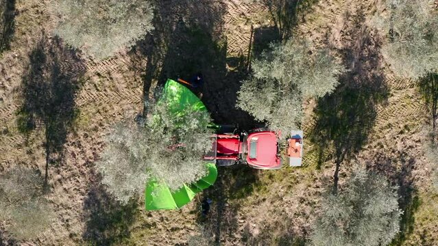 Olives harvest, machine assisted, to produce extra virgin olive oil in the Tr&aacute;s-os-Montes