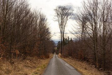 Forest road in late fall in a quiet cloudy day