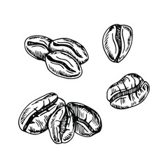 painted coffee beans, sketch, vector drawing, perfect ingredient, grain selection