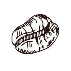 painted coffee beans, sketch, vector drawing, perfect ingredient, grain selection