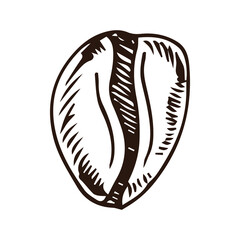 painted coffee beans, sketch, vector drawing, perfect ingredient, grain selection
