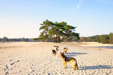 Landscape Soesterduinen during sunrise with a pack of German Shepherd dogs with a beautifully grown solitaire Scots Pine, Pinus sylvestris, in the background, in the warm light of the rising sun