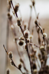 spring flowers nature willow window bloom vase inside colors