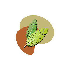 Leaf isolated on white background. Green leaves on white background. Summer palm leaf vector green plant, exotic nature.