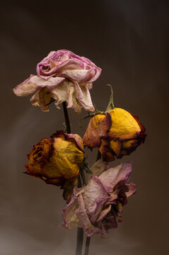 Beautiful studio wilted dried out rose showing that even romance can last forever if looked after