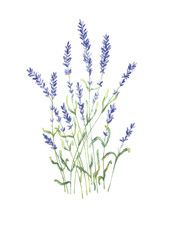 An isolated watercolor artistic hand drawn image of a group of lavender flowers with a real aquarelle paper texture on white background for design of text, labels, greeting and invitation cards