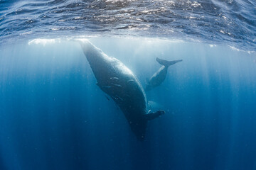 Mother and calf Humpback whale