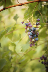  Ripening red grapes in the vineyard, a bunch of red grapes on the vine in the vineyard. 