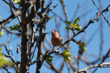 I introduce to you a House Finch