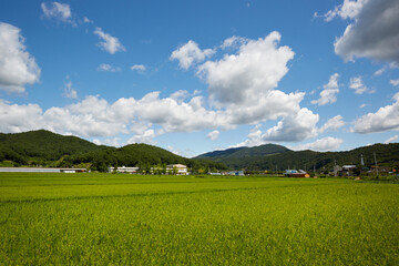 Rice paddy in Gongju-si, South Korea.