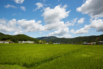 Rice paddy in Gongju-si, South Korea.
