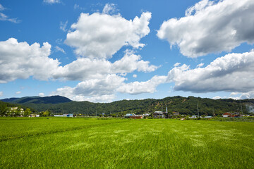 Rice paddy in Gongju-si, South Korea.