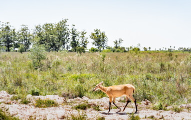 Female pampas deer (Ozotoceros bezoarticus) walks arround the grasslands of Ibera, Argentina. The...
