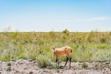 Female pampas deer (Ozotoceros bezoarticus) looks at the side in the grasslands of Ibera, Argentina. The pampas deer were reintroduced to Iberá.