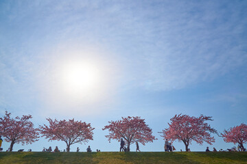 江戸川土手の桜並木　市川市