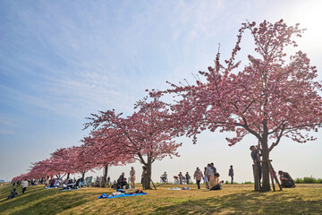 江戸川土手の桜並木　市川市
