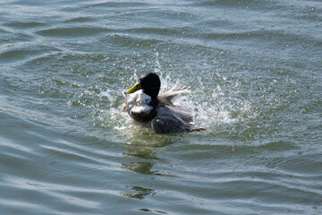 duck in the water