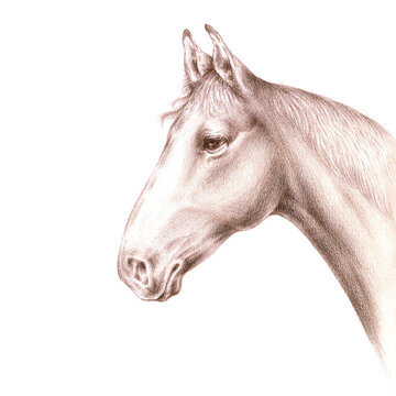 An aquarelle pencil artistic hand drawn image of a brown horse half-face (head and neck) with a real aquarelle paper texturefor design of text, labels, greeting and invitation cards (isolated object)