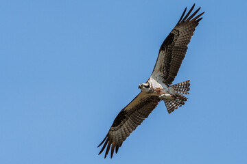 An Osprey carrying a fish.