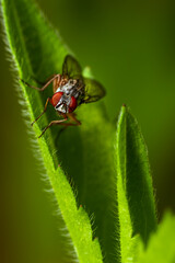 A curious fly on a leaf macrophotography