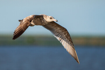 Seagull close-up.