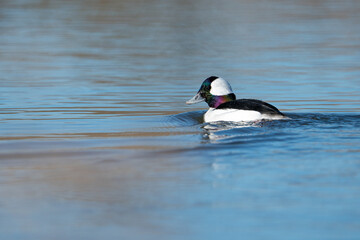 Duck floating along a canal