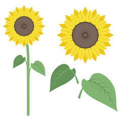 Sunflower. Flower with stem and leaves. Bright yellow flower isolated on a white background. Floral details. 
