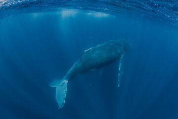 Naklejka premium Mother and calf Humpback whale