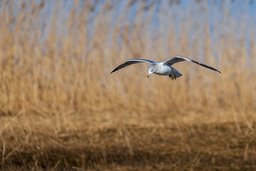Seagull in flight.