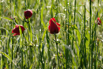 Blooming wild anemone (lat.- A. coronaria) in the meadow
