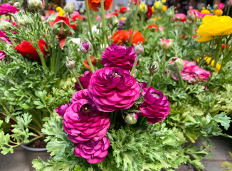 Beautiful flowering Buttercup or ranunculus (lat. - Ranunculus)