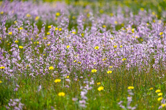 Flowering of Levkoy or matthiola and Senecio in the meadow
