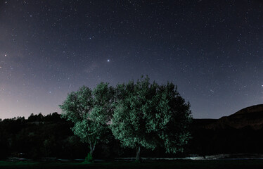 Starry sky, in the foreground a jelly tree and silhouettes of mountains, Crimea, night, stars, starry landscape.