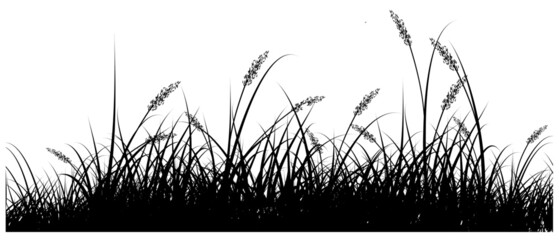 reed, reeds silhouette vector