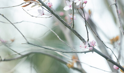 Sakura flowers. Selective focus. Spring card or background for the holiday.