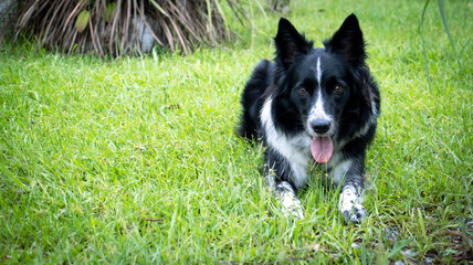black and white border collie