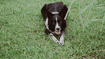 black and white border collie