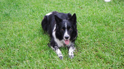 black and white border collie