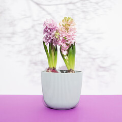 Happy spring mood. Hyacinths plants in a pastel pot. Plantlovers, hobby, gardening, springtime concept. Daylight. Close-up.